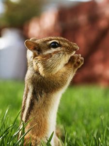 Preview wallpaper chipmunk, striped, sitting, grass