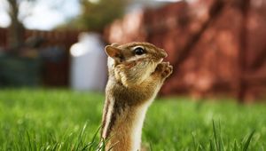 Preview wallpaper chipmunk, striped, sitting, grass