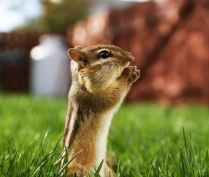 Preview wallpaper chipmunk, striped, sitting, grass