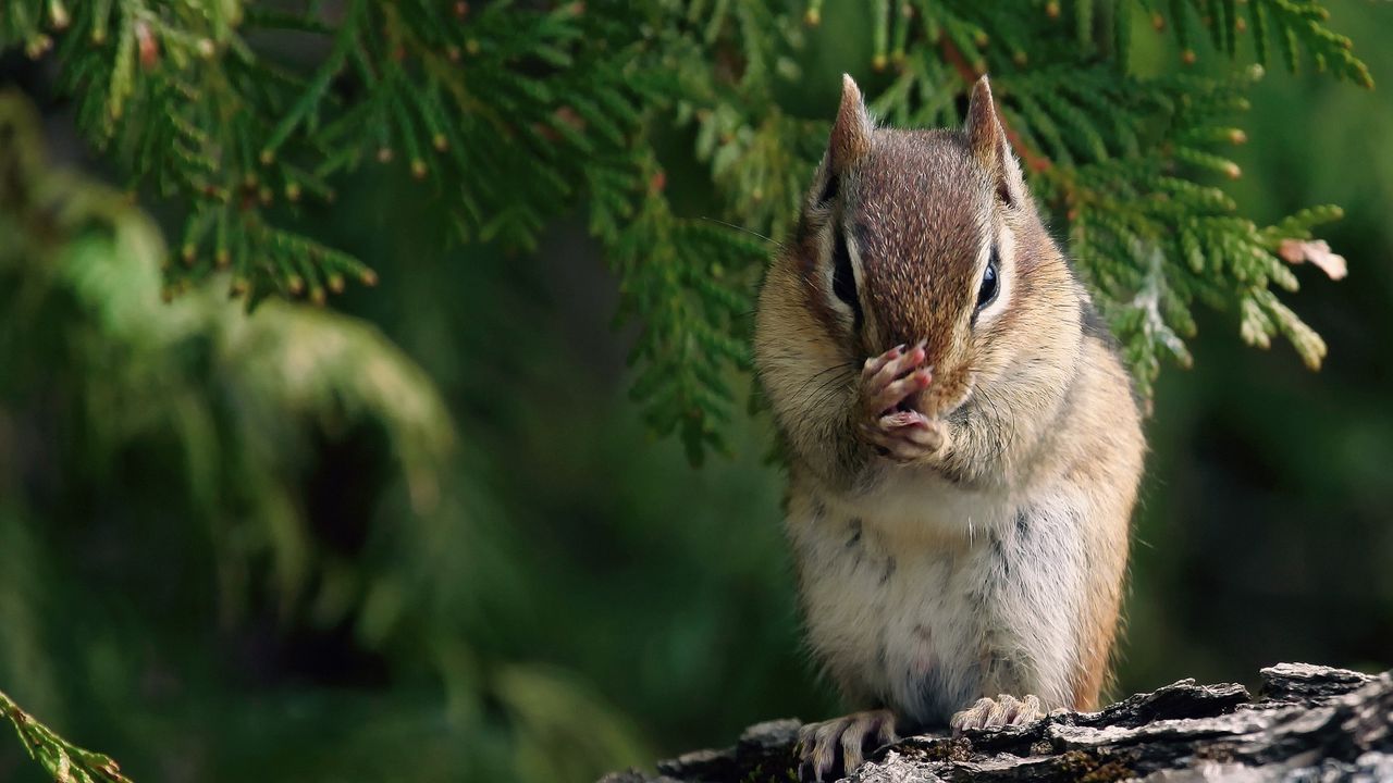 Wallpaper chipmunk, twig, bark, sit