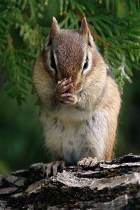 Preview wallpaper chipmunk, twig, bark, sit