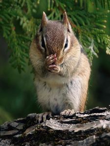 Preview wallpaper chipmunk, twig, bark, sit