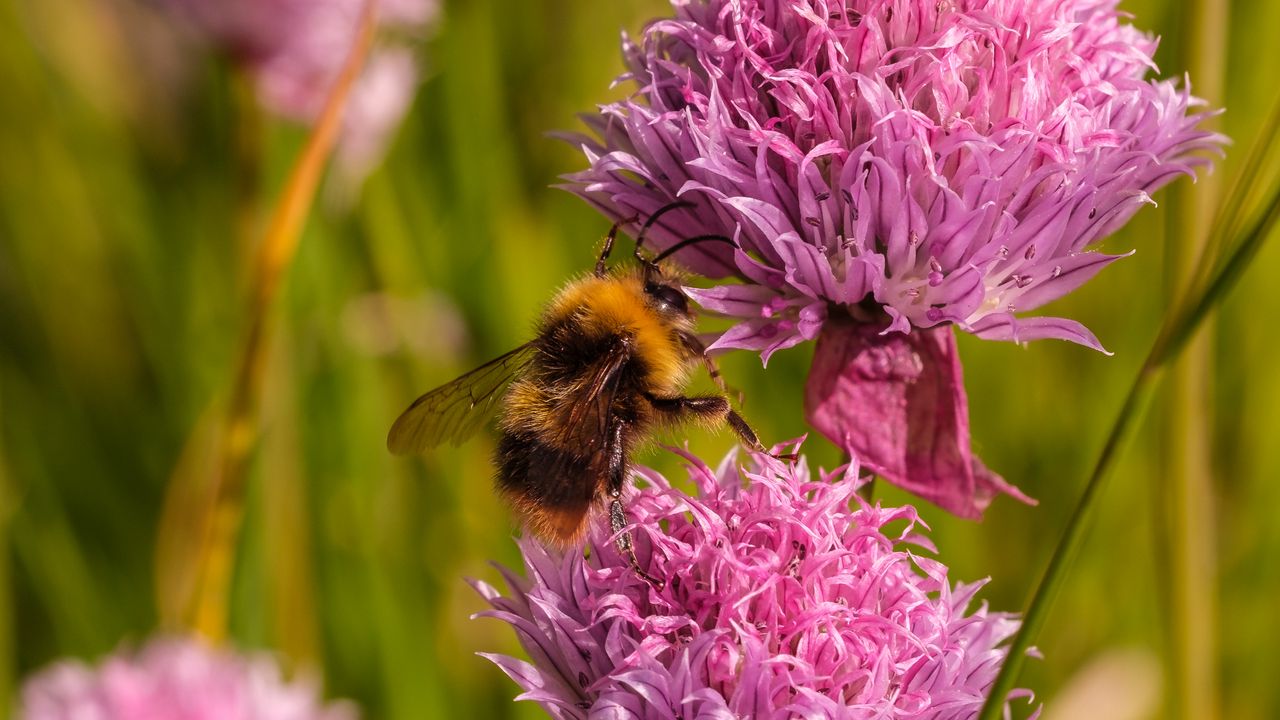 Wallpaper chives, flower, bumblebee, insect, blur