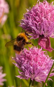 Preview wallpaper chives, flower, bumblebee, insect, blur