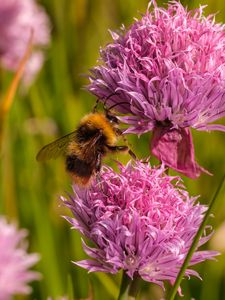 Preview wallpaper chives, flower, bumblebee, insect, blur