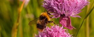 Preview wallpaper chives, flower, bumblebee, insect, blur