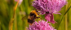 Preview wallpaper chives, flower, bumblebee, insect, blur