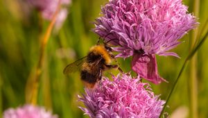 Preview wallpaper chives, flower, bumblebee, insect, blur