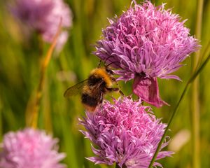 Preview wallpaper chives, flower, bumblebee, insect, blur