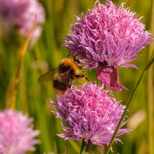 Preview wallpaper chives, flower, bumblebee, insect, blur