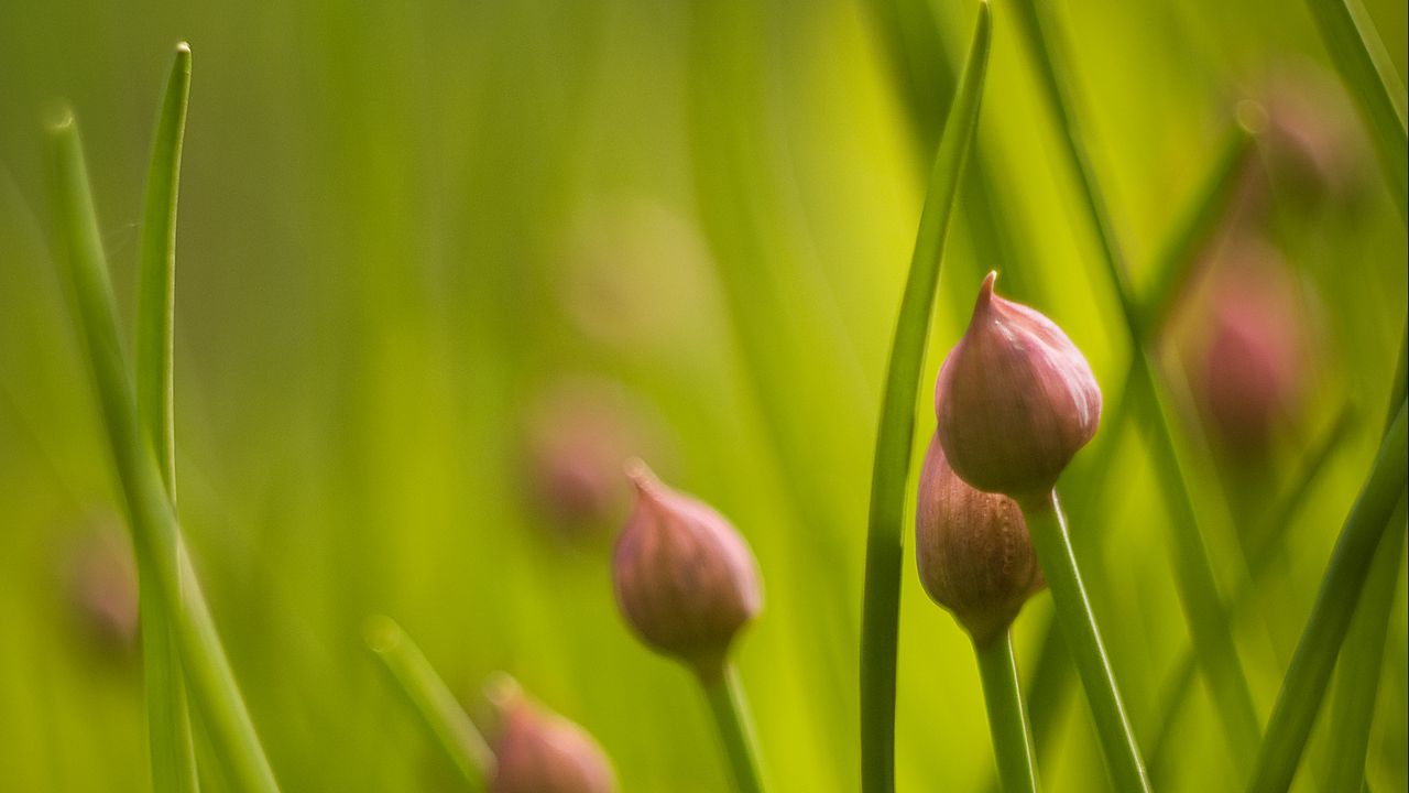 Wallpaper chives, flowers, grass, macro, nature