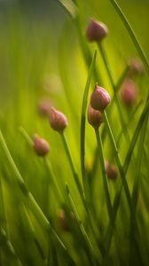 Preview wallpaper chives, flowers, grass, macro, nature