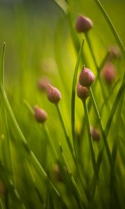 Preview wallpaper chives, flowers, grass, macro, nature