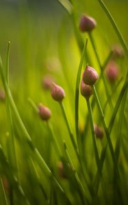 Preview wallpaper chives, flowers, grass, macro, nature