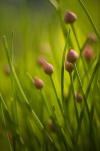 Preview wallpaper chives, flowers, grass, macro, nature