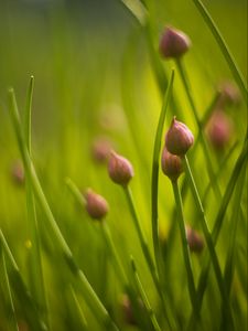 Preview wallpaper chives, flowers, grass, macro, nature