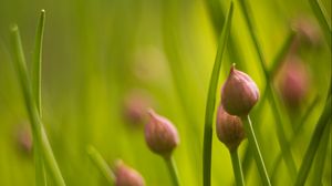 Preview wallpaper chives, flowers, grass, macro, nature