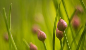 Preview wallpaper chives, flowers, grass, macro, nature