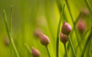 Preview wallpaper chives, flowers, grass, macro, nature