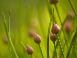 Preview wallpaper chives, flowers, grass, macro, nature