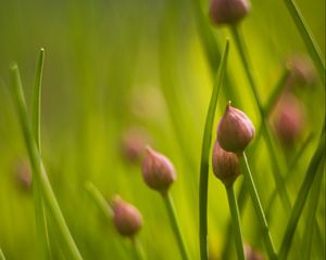 Preview wallpaper chives, flowers, grass, macro, nature