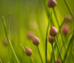 Preview wallpaper chives, flowers, grass, macro, nature