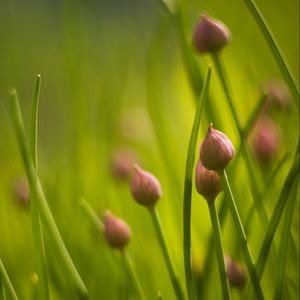 Preview wallpaper chives, flowers, grass, macro, nature