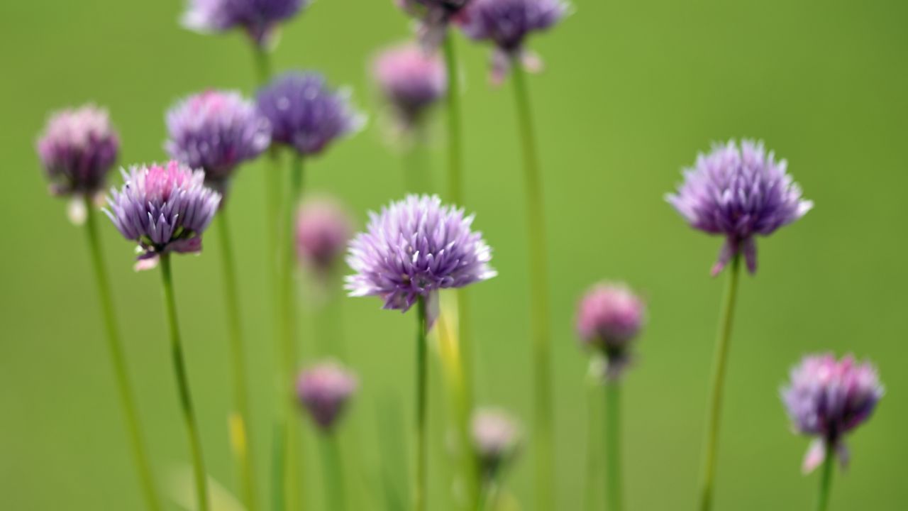 Wallpaper chives, flowers, purple, blur