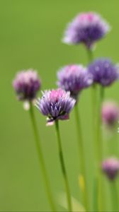 Preview wallpaper chives, flowers, purple, blur