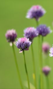 Preview wallpaper chives, flowers, purple, blur