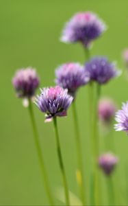 Preview wallpaper chives, flowers, purple, blur