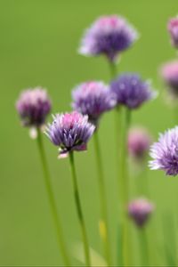 Preview wallpaper chives, flowers, purple, blur