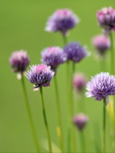 Preview wallpaper chives, flowers, purple, blur