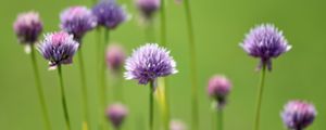 Preview wallpaper chives, flowers, purple, blur