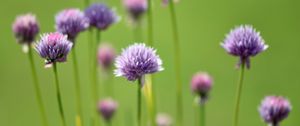 Preview wallpaper chives, flowers, purple, blur