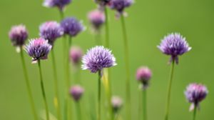 Preview wallpaper chives, flowers, purple, blur