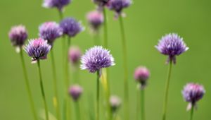 Preview wallpaper chives, flowers, purple, blur