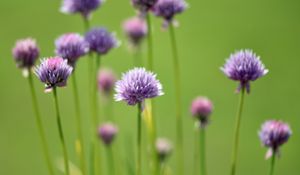 Preview wallpaper chives, flowers, purple, blur