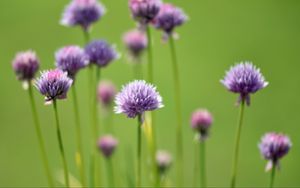 Preview wallpaper chives, flowers, purple, blur