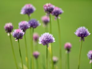 Preview wallpaper chives, flowers, purple, blur