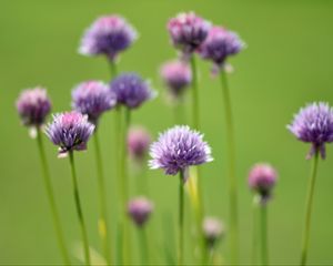 Preview wallpaper chives, flowers, purple, blur