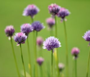 Preview wallpaper chives, flowers, purple, blur