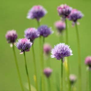 Preview wallpaper chives, flowers, purple, blur