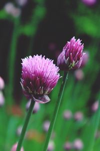 Preview wallpaper chives, garlic chives, chinese chives, flowers