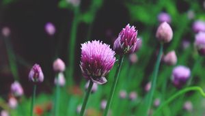 Preview wallpaper chives, garlic chives, chinese chives, flowers