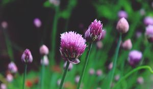 Preview wallpaper chives, garlic chives, chinese chives, flowers