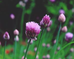 Preview wallpaper chives, garlic chives, chinese chives, flowers