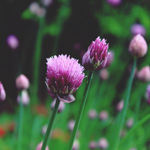 Preview wallpaper chives, garlic chives, chinese chives, flowers