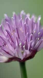 Preview wallpaper chives, inflorescence, flowers, macro, purple