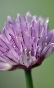 Preview wallpaper chives, inflorescence, flowers, macro, purple